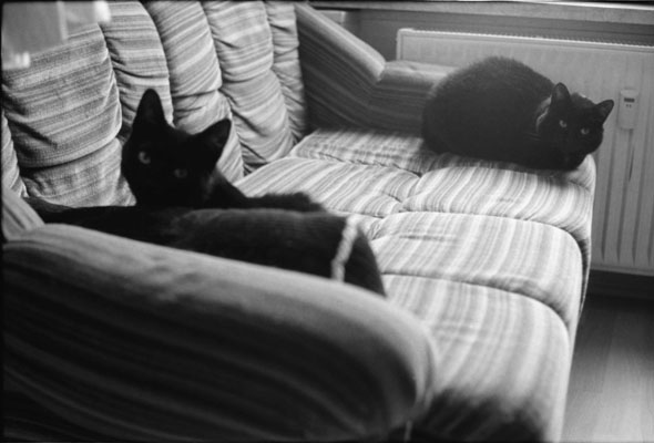 Schwarze Katzen, 2010